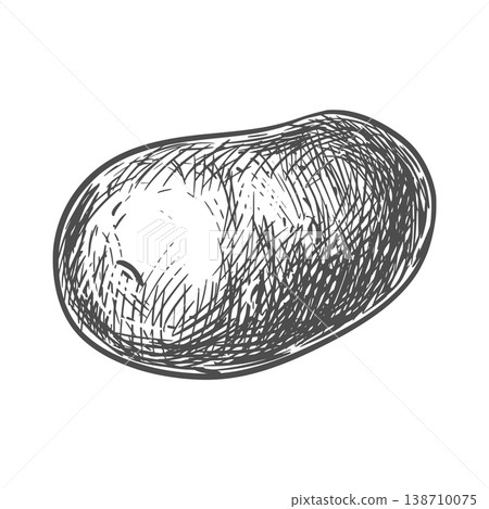 Vector potato sketch. Line drawing of this nutritious root vegetable. Imitation of ink engraving. Hand-drawn. Whole potato on a white background. Vector potato sketch. Line drawing of this nutritious root vegetable. Imitation of ink engraving. Hand-drawn. Whole potato on a white background. 138710075