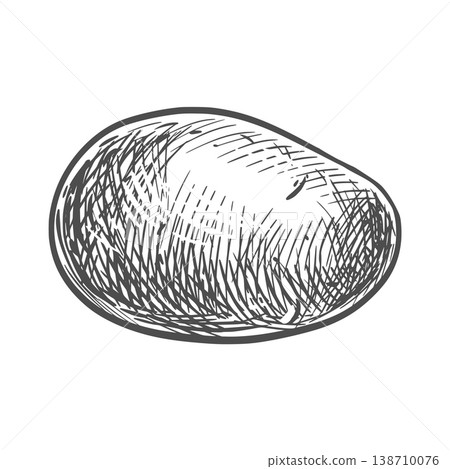 Potato sketch. Vector illustration of the vegetable in an engraving style. A whole root vegetable isolated on a white background. Hand-drawn, imitating etching. Potato sketch. Vector illustration of the vegetable in an engraving style. A whole root vegetable isolated on a white background. Hand-drawn, imitating etching. 138710076