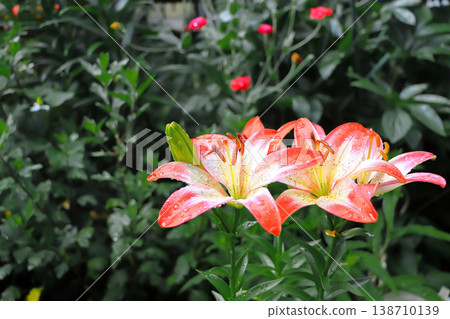 A red lily bravely endures the rainy season. A red lily bravely endures the rainy season. 138710139