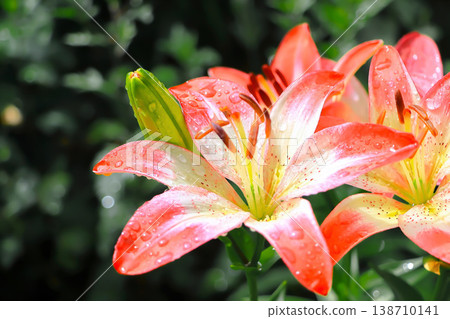 A red lily flower being battered by a torrential downpour. 138710141
