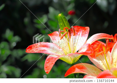 Beautiful lilies soaked in the pouring rain. 138710144