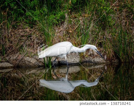 Little Little Egret 138710241