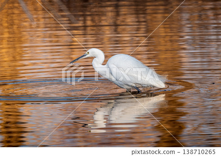 Little Little Egret 138710265