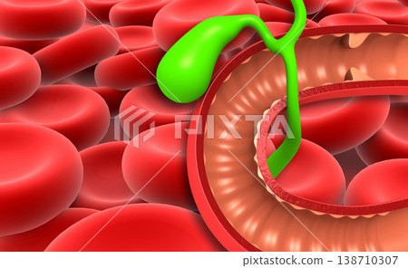 Gallbladder and bile duct on science background Gallbladder and bile duct on science background 138710307