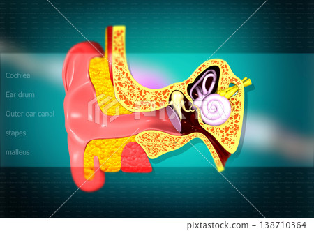 Ear anatomy.Inner Ear Cross-section 138710364