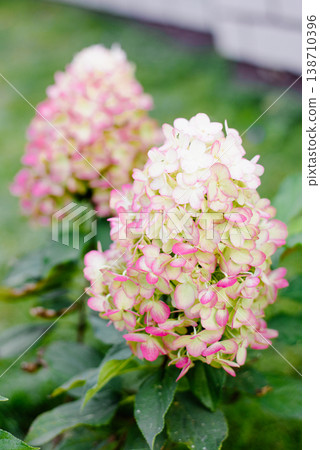 Spectacular Hercules Hydrangea Flowers With Pink Tint On Bokeh Background 138710396