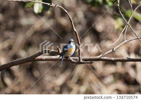 Ruribitaki 138710574