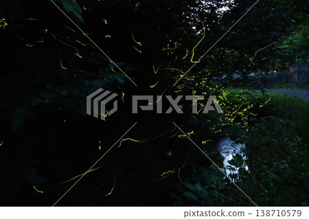 Dance of Genji fireflies Dance of Genji fireflies 138710579
