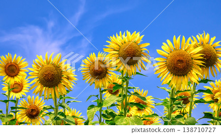 Summer image "sunflower" 138710727