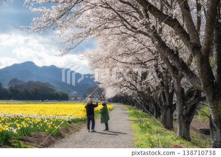 Iwai Waterside Park: Cherry blossoms and daffodils Iwai Waterside Park: Cherry blossoms and daffodils 138710738