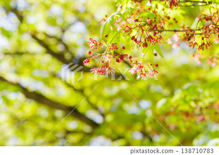 春天盛開的楓花 春天盛開的楓花 138710783