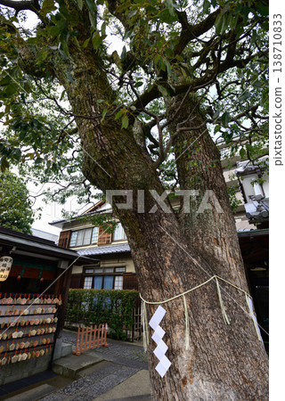 Harumi Shrine Kamiki Kusunoki 138710833