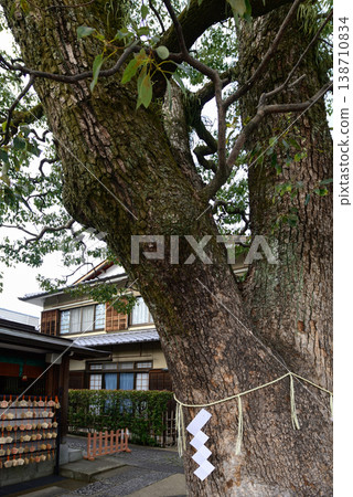Harumi Shrine Kamiki Kusunoki 138710834