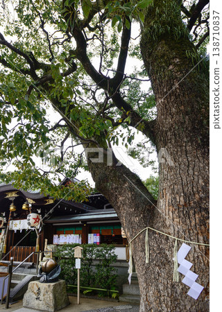 Harumi Shrine Kamiki Kusunoki Harumi Shrine Kamiki Kusunoki 138710837