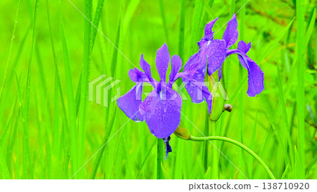 Irises with raindrops on them on a rainy day Irises with raindrops on them on a rainy day 138710920