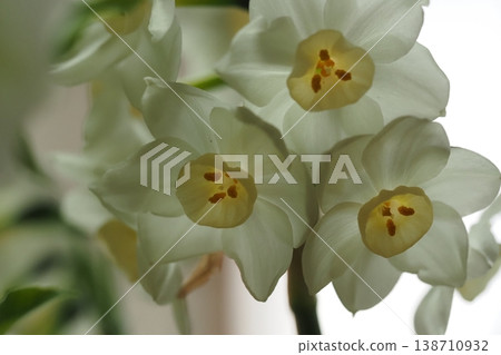 White daffodil flowers 138710932