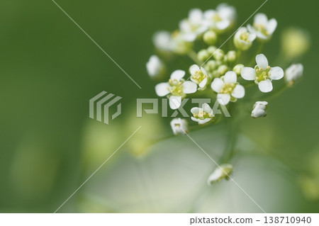 A flower of a nuzuna A flower of a nuzuna 138710940