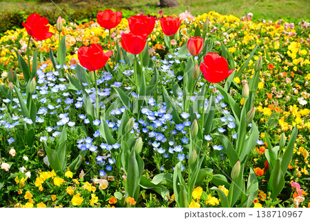 Beautiful spring flower gardens in Yamashita Park Beautiful spring flower gardens in Yamashita Park 138710967