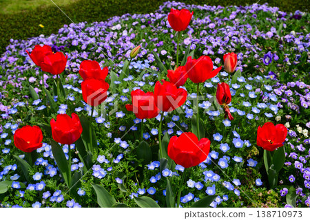 Beautiful spring flower gardens in Yamashita Park Beautiful spring flower gardens in Yamashita Park 138710973