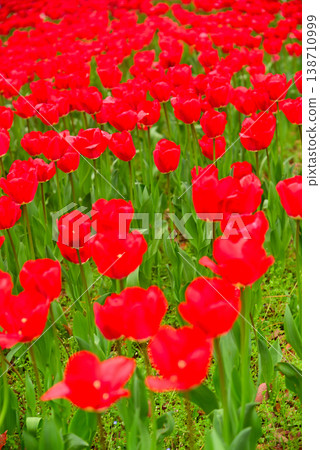 山下公園美麗的春季花園 山下公園美麗的春季花園 138710999