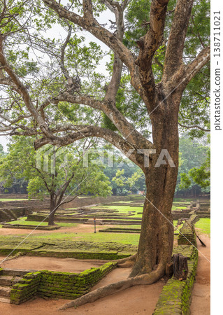 The gardens of Sigiriya in Sri Lanka. Ancient Structures and Lush Greenery: A Serene Landscape with Historic Foundations and a Majestic Tree Under a Bright Sky The gardens of Sigiriya in Sri Lanka. Ancient Structures and Lush Greenery: A Serene Landscape with Historic Foundations and a Majestic Tree Under a Bright Sky 138711021