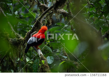 Andean cock-of-the-rock in profile on mossy branch 138711168