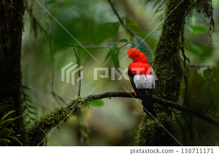 Andean cock-of-the-rock turns head on mossy branch Andean cock-of-the-rock turns head on mossy branch 138711171