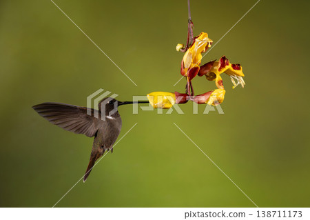 Brown inca hovers drinking from Mysore trumpetvine 138711173