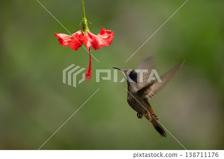 Brown violetear approaches red flower lifting wings 138711176