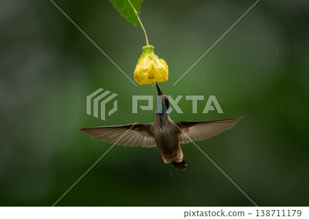 Brown violetear hovers drinking from yellow flower 138711179