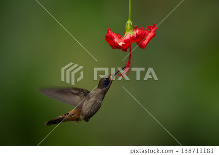 Brown violetear hovers feeding from red flower 138711181