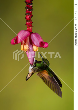 Buff-tailed coronet dangles drinking from banana flower Buff-tailed coronet dangles drinking from banana flower 138711191