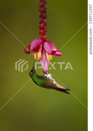 Buff-tailed coronet hangs feeding from banana flower 138711207