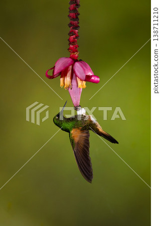 Buff-tailed coronet hangs from pink banana flower 138711210