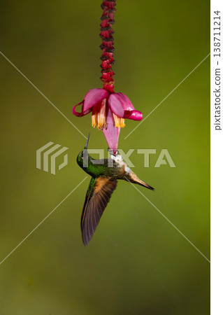 Buff-tailed coronet hangs under pink banana flower 138711214