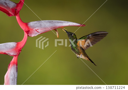 Buff-tailed coronet hovers feeding on heliconia flower 138711224