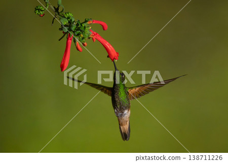 Buff-tailed coronet hovers feeding under Cape fuchsia 138711226
