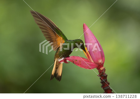 Buff-tailed coronet perches feeding from banana flower Buff-tailed coronet perches feeding from banana flower 138711228