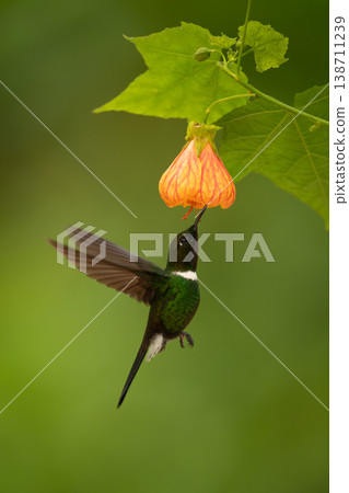 Collared inca hovers drinking under orange-pink flower 138711239