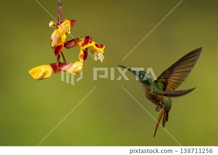 Fawn-breasted brilliant flies twisting towards Mysore trumpetvine 138711256