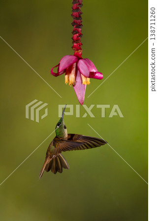 Fawn-breasted brilliant flies up to banana flower 138711260