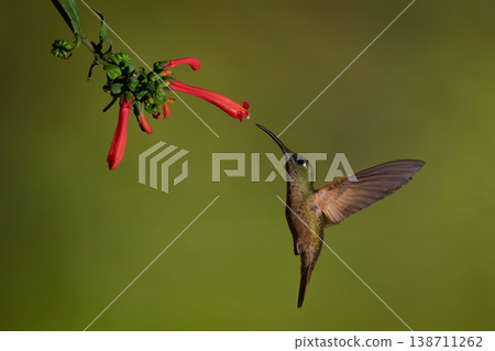 Fawn-breasted brilliant flies up to Cape fuchsia 138711262