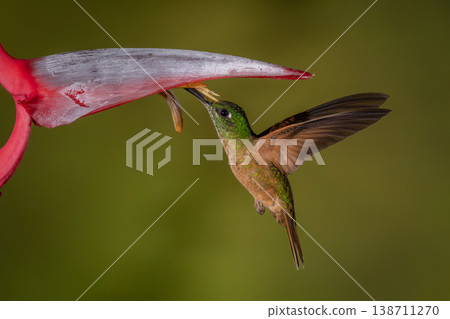 Fawn-breasted brilliant hovers drinking beneath heliconia flower 138711270