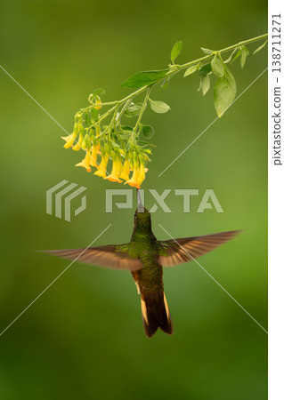 Fawn-breasted brilliant hovers drinking beneath yellow flower 138711271