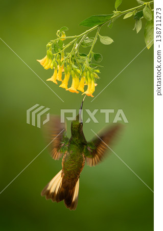Fawn-breasted brilliant hovers drinking from yellow flowers 138711273