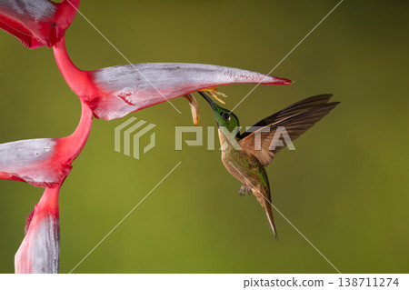 Fawn-breasted brilliant hovers drinking under heliconia flower Fawn-breasted brilliant hovers drinking under heliconia flower 138711274