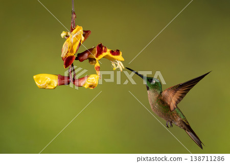 Fawn-breasted brilliant hovers to drink from flower 138711286