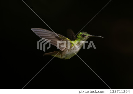 Female Andean emerald hovers against black background Female Andean emerald hovers against black background 138711294