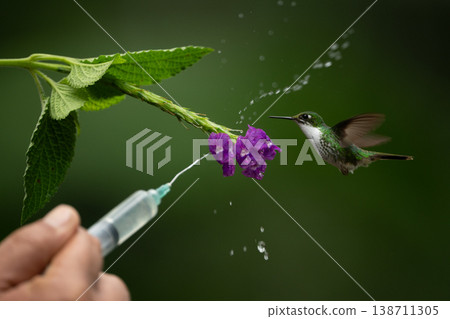 Female white-booted racket-tail avoids water near flower 138711305