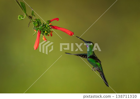 Male green-crowned brilliant hovers by Cape fuchsia 138711310